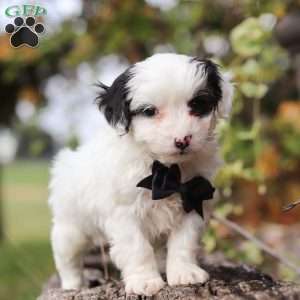 Dylan, Yorkie Poo Puppy